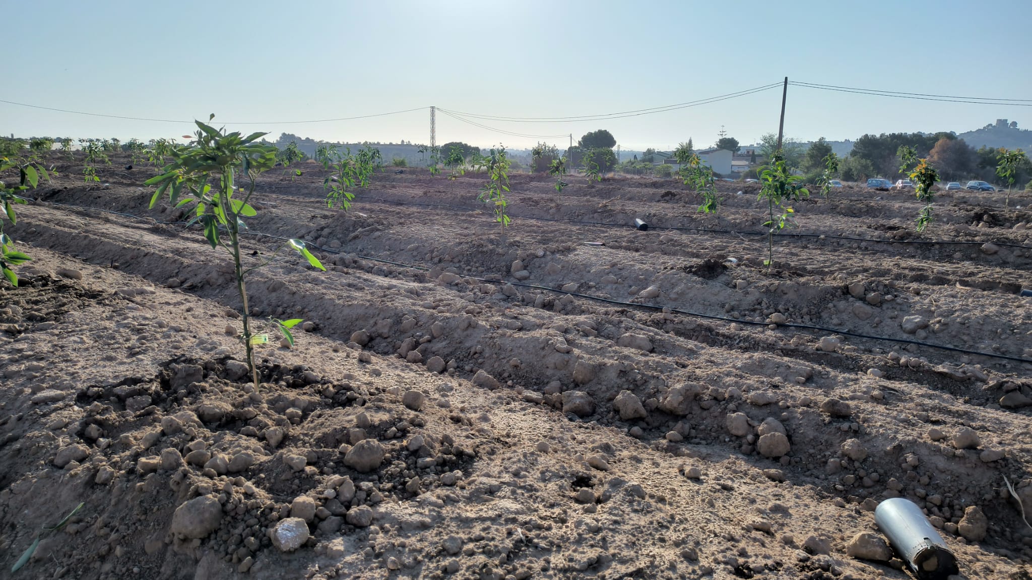 La Plantación de Aguacates con Bermell Servicios Agrícolas: Innovación y Calidad en Cada Paso